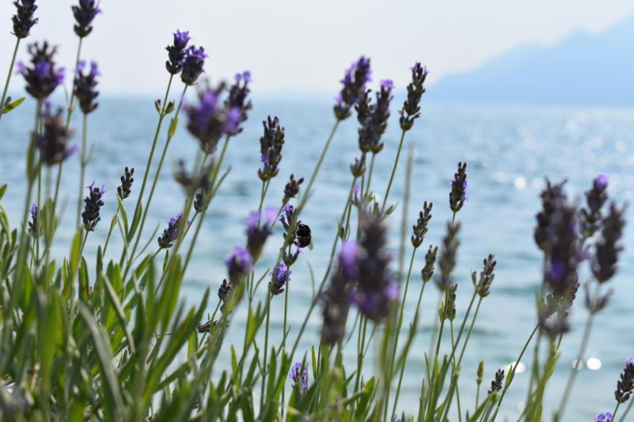 Hotel La Fiorita Limone sul Garda Exteriér fotografie